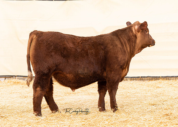 Bull 2308 RQ.2