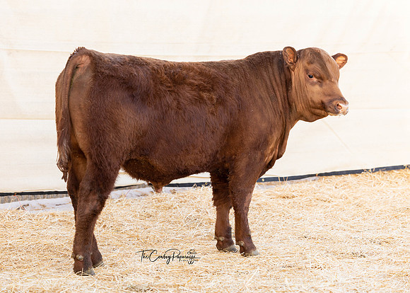 Bull 2163 RQ