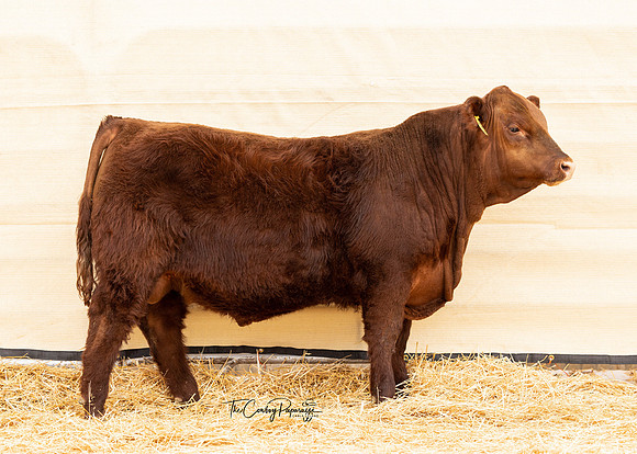 Bull 2105