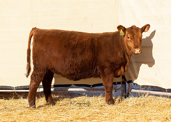 Lot 207, Heifer 2263