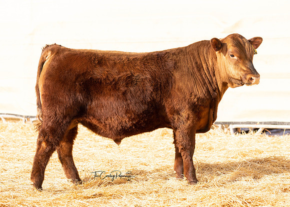 Bull 2204