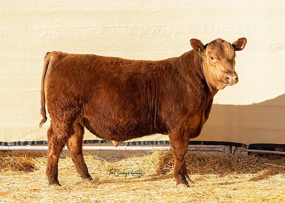 Bull 2195