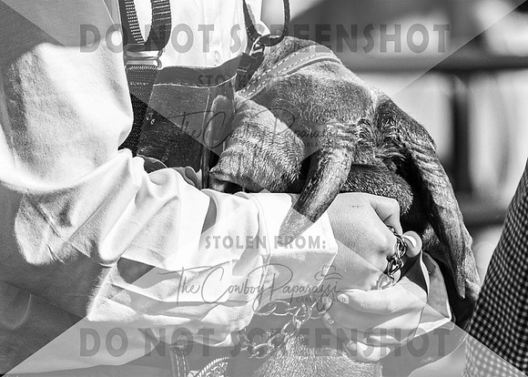 12Aug2021 Roosevelt County Fair-7853