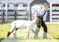 12Aug2021 Roosevelt County Fair-8095