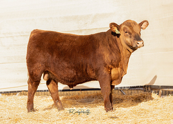 Bull 2201