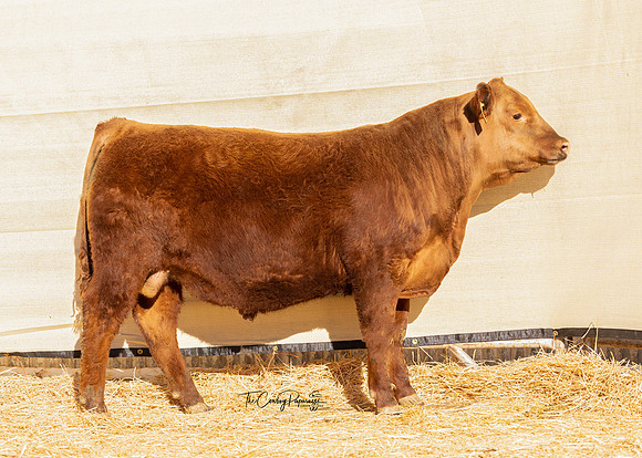 Bull 2269