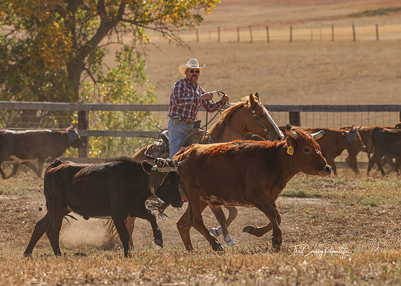 2024 McMillen Pasture Roping-7511
