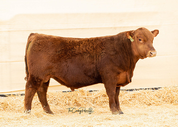 Bull 2090-