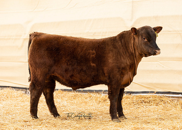 Bull 2139