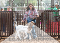 5Aug2021 RCF&R Goat Show-5663