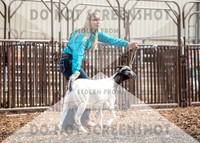 5Aug2021 RCF&R Goat Show-5675