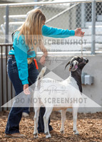 5Aug2021 RCF&R Goat Show-5679