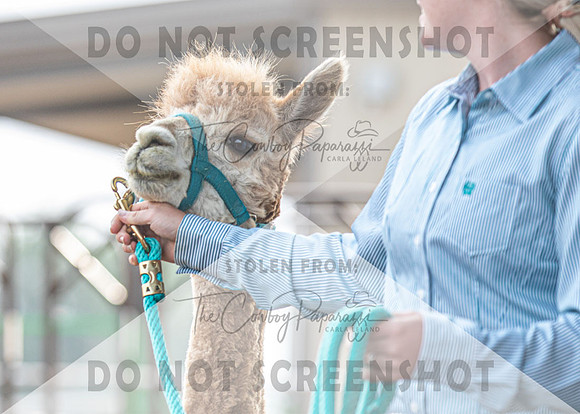 5Aug2021 RCF&R Alpaca Show-5820
