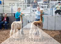 5Aug2021 RCF&R Alpaca Show-5823