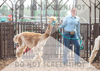 5Aug2021 RCF&R Alpaca Show-5815