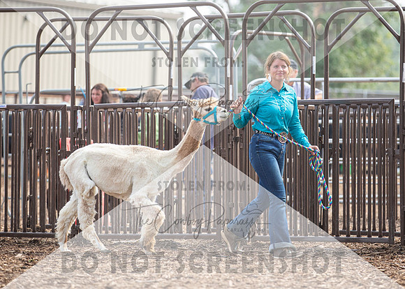 5Aug2021 RCF&R Alpaca Show-5811