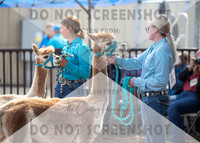5Aug2021 RCF&R Alpaca Show-5824