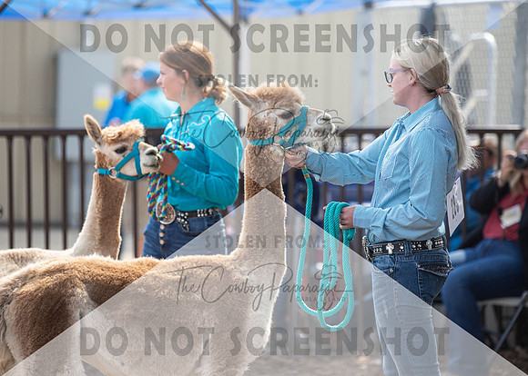 5Aug2021 RCF&R Alpaca Show-5824
