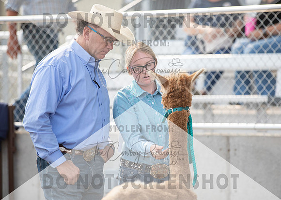 5Aug2021 RCF&R Alpaca Show-5827