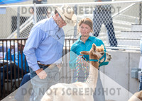 5Aug2021 RCF&R Alpaca Show-5835