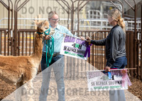 5Aug2021 RCF&R Alpaca Show-5843