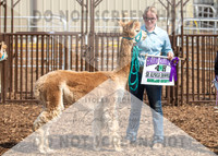 5Aug2021 RCF&R Alpaca Show-5846