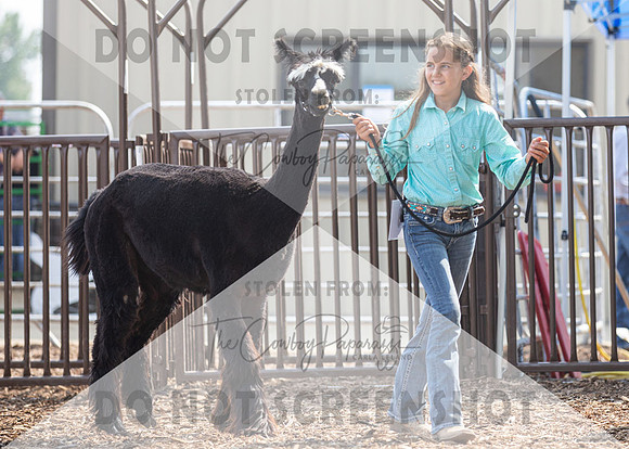 5Aug2021 RCF&R Alpaca Show-5851