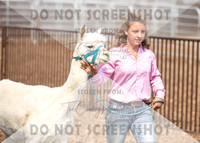 5Aug2021 RCF&R Alpaca Show-5875