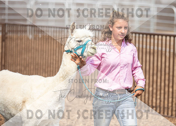 5Aug2021 RCF&R Alpaca Show-5875
