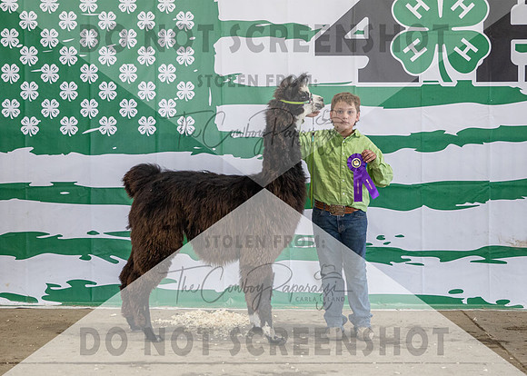 5Aug2021 RCF&R Alpaca Show-3841