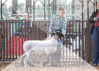 5Aug2021 RCF&R Sheep Show-5556
