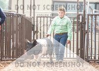 5Aug2021 RCF&R Swine Show-4699
