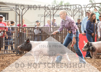 5Aug2021 RCF&R Swine Show-4764