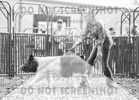 5Aug2021 RCF&R Swine Show-4766