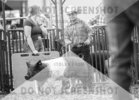 5Aug2021 RCF&R Swine Show-5139