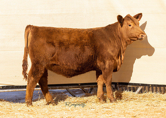 Lot 205, Heifer 2305