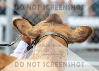 5Aug2021 RCF&R Dairy Show-5945