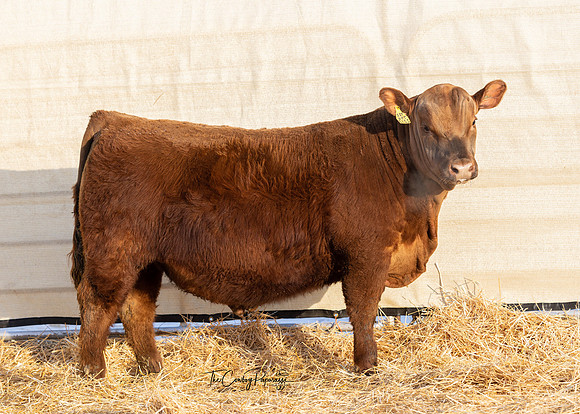 Bull 2213