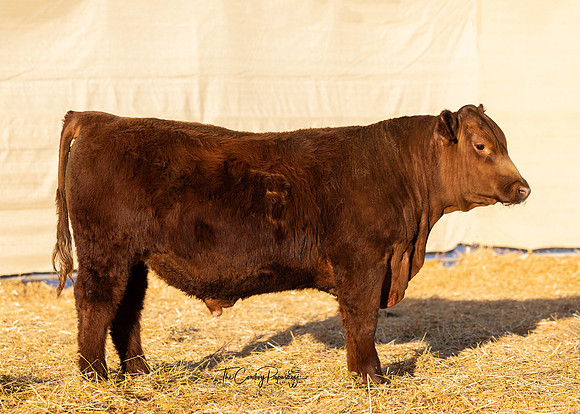Bull 2140