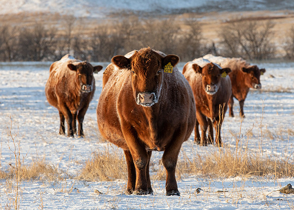14Jan2021 Frosty Cows-0900