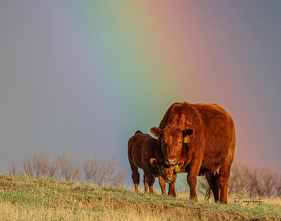 Rainbow Pair 2.TCP Logo