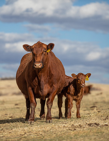 Carla.Leland.Cow_Calf.3