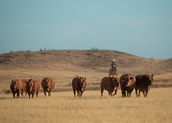 Move herd bulls Oct 2021-7022-2