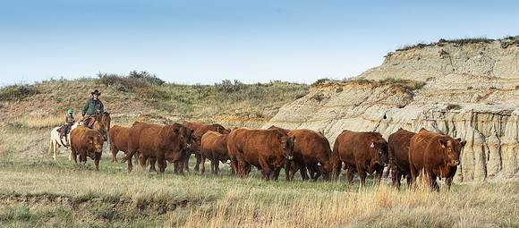 Bulls.4_Carla Leland