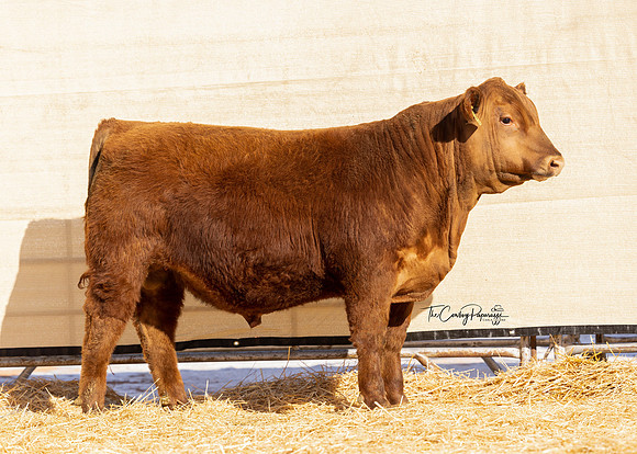 Bull 2164