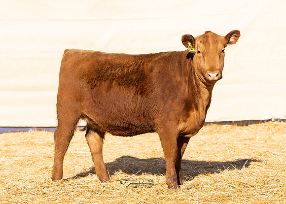 Lot 218, Heifer 2004