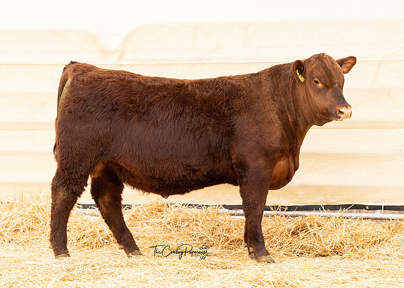 Bull 2082-