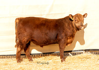Bull 2045