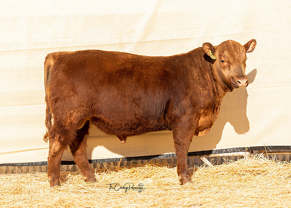 Bull 2045
