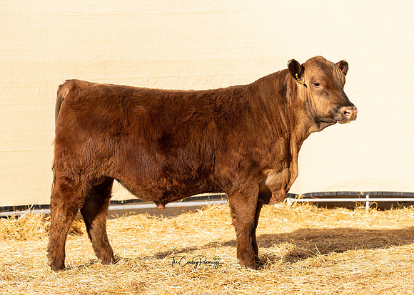 Bull 2117